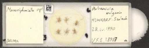 Macrosiphoniella artemisiae Fonscolombe, 1841 - 010013341_112659_1094715