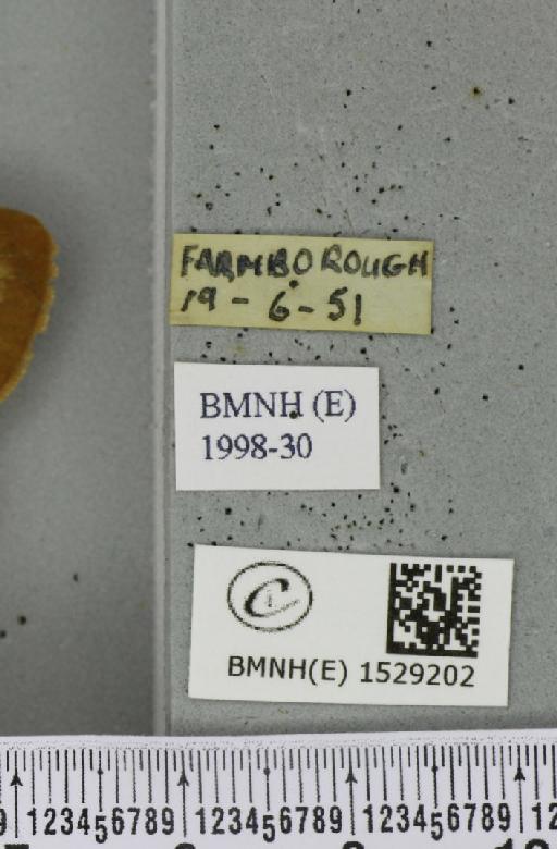 Macrothylacia rubi (Linnaeus, 1758) - BMNHE_1529202_label_196638