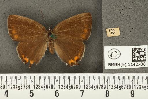 Satyrium pruni (Linnaeus, 1758) - BMNHE_1142706_96613