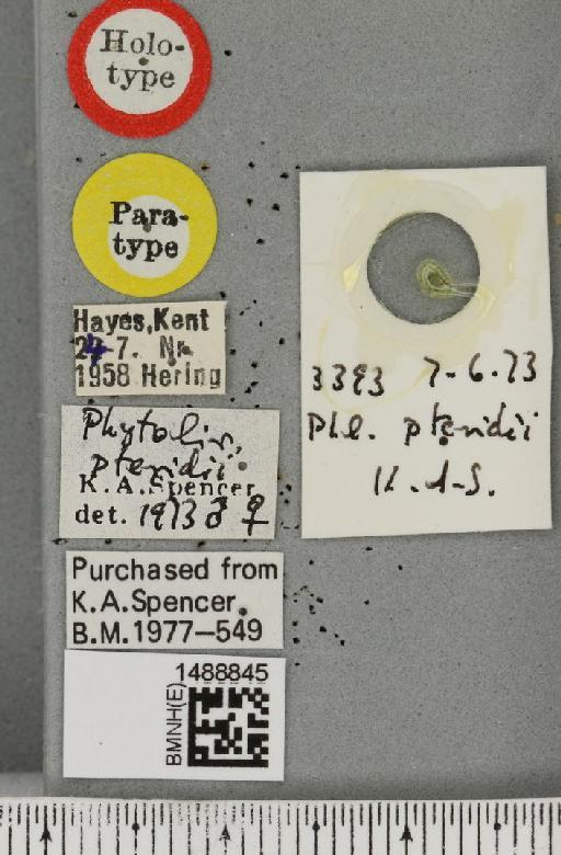 Phytoliriomyza pteridii Spencer, 1973 - BMNHE_1488845_label_52903