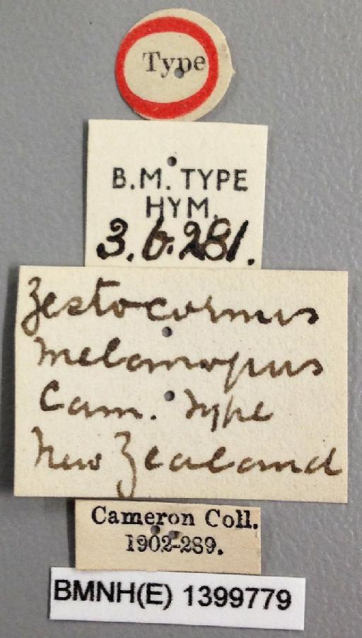 Zestocormus melanopus Cameron, P., 1901 - Zestocormus_melanopus_holotype_labels