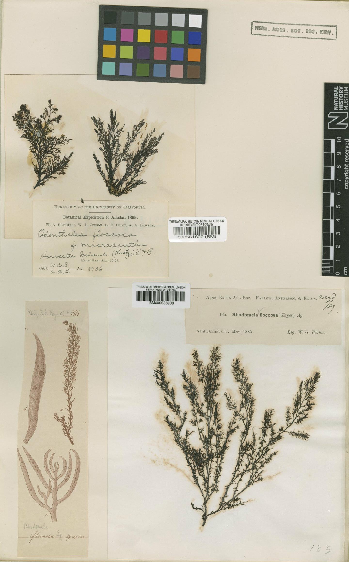 To NHMUK collection (Odonthalia floccosa (Esper) Falkenberg; Syntype; NHMUK:ecatalogue:4784363)