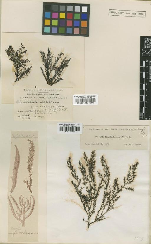 Odonthalia floccosa (Esper) Falkenberg - BM000561800