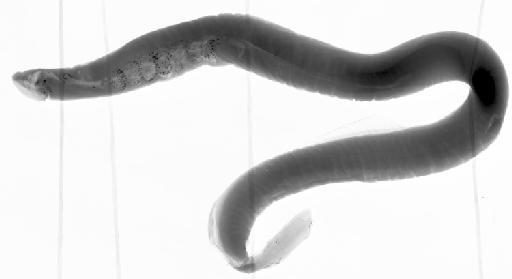 Velasia chilensis Gray, 1851 - BMNH 1951.10.4.2, HOLOTYPE, Velasia chilensis, radiograph