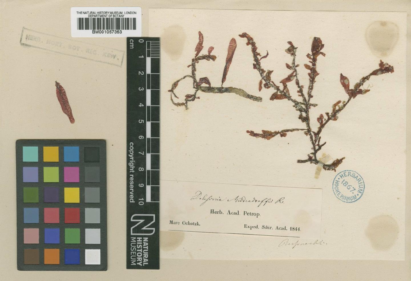 To NHMUK collection (Neohypophyllum middendorffii (Rupr.) M.J.Wynne; TYPE; NHMUK:ecatalogue:2286655)