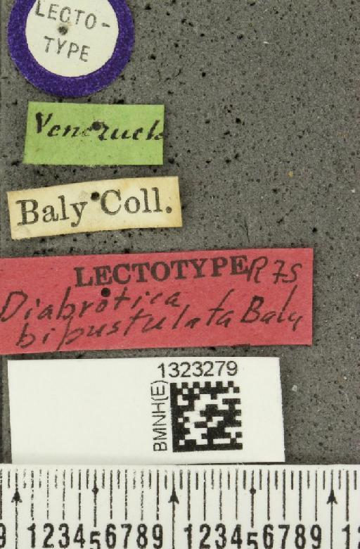 Diabrotica bipustulata Baly, 1886 - BMNHE_1323279_label_19408