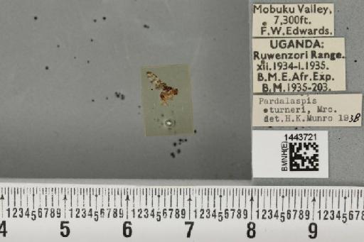 Ceratitis (Ceratalaspis) turneri (Munro, 1937) - BMNHE_1443721_43829