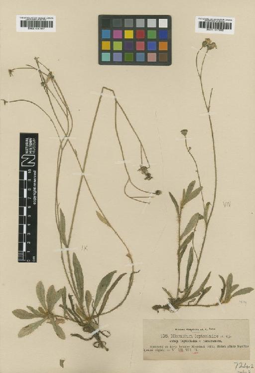 Hieracium leptoclados subvar. tenuiramum Nägeli & Peter - BM001047887