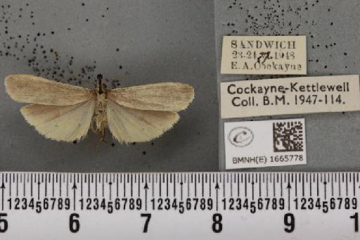 Eilema pygmaeola pygmaeola (Doubleday, 1847) - BMNHE_1665778_289829