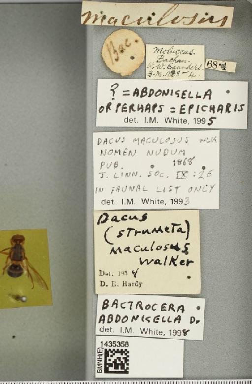 Bactrocera (Bactrocera) abdonigella (Drew, 1971) - BMNHE_1435358_label_30009