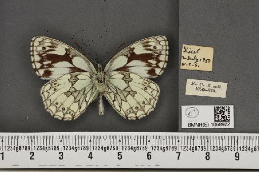 Melanargia galathea serena ab. semigalene Stauder, 1929 - BMNHE_1068922_34731