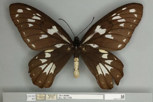 Ornithoptera victoriae regis Rothschild, 1895 - 013602554__