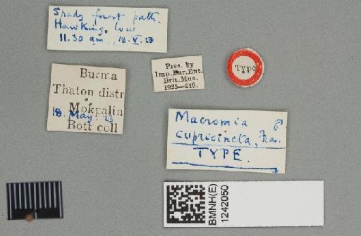 Macromia cupricincta Fraser, 1924 - Macromia_cupricincta-BMNHE_1242050-holotype-labels