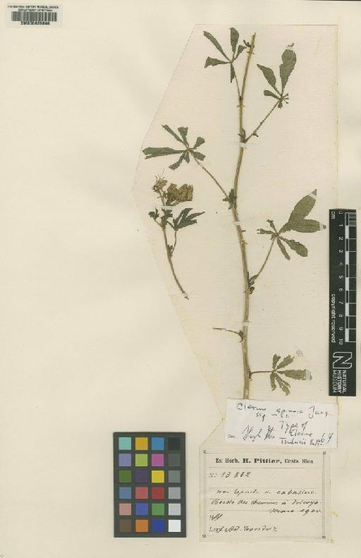 Cleome spinosa subsp. spinosa Jacq. - BM000629046