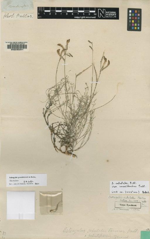 Astragalus subuliformis DC. - BM000632541