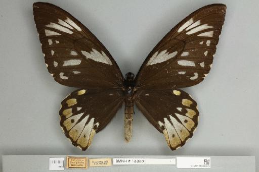 Ornithoptera priamus eudamidas Fruhstorfer, 1913 - 013603672__