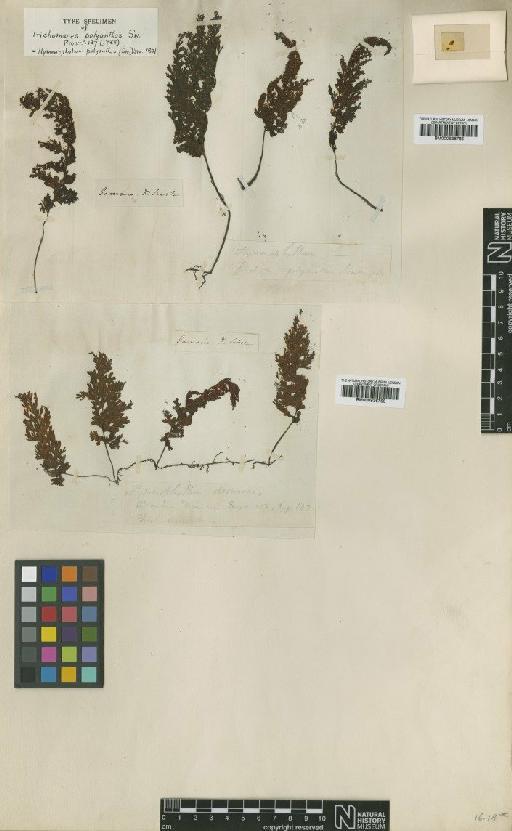 Hymenophyllum polyanthos (Sw.) Sw. - BM000936765