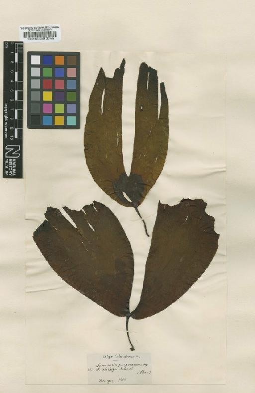 Phyllariopsis purpurascens (C.Agardh) E.C.Henry & South - BM000563489