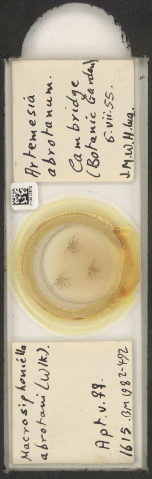 Macrosiphoniella abrotani Walker, 1852 - 010012670_112658_1094710