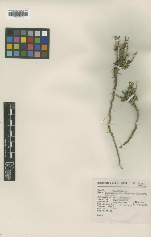 Carlowrightia coyucana Leonard - BM000992513