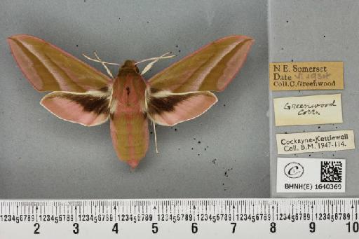 Deilephila elpenor (Linnaeus, 1758) - BMNHE_1640369_206532