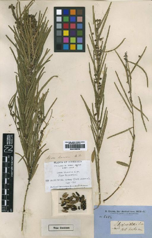 Hovea linearis R.Br. - BM000885958