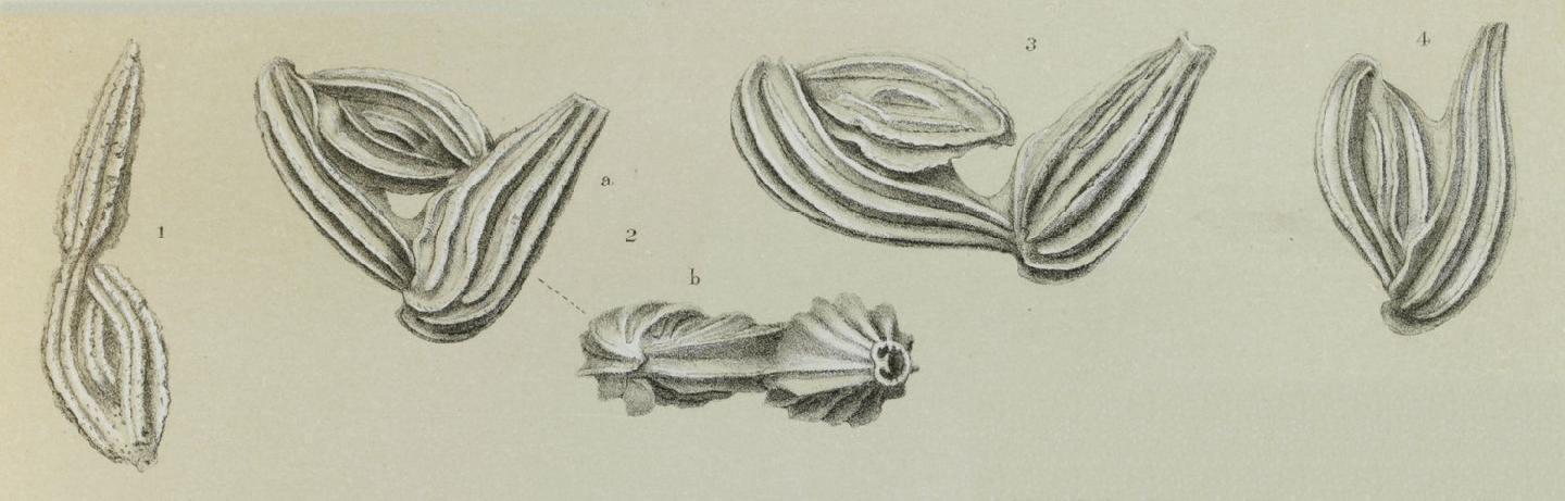 To NHMUK collection (Miliolina separans Brady, 1881; Syntype; NHMUK:ecatalogue:3092719)