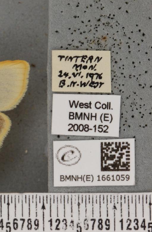 Cybosia mesomella (Linnaeus, 1758) - BMNHE_1661059_label_284742