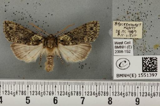 Polyploca ridens (Fabricius, 1787) - BMNHE_1551397_238720