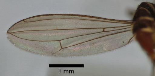 Micropeza stigmatica van der Wulp & van der Wulp, 1897 - Micropeza stigmatica - wing