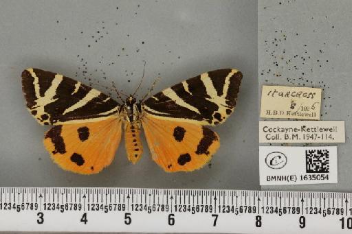 Euplagia quadripunctaria (Poda, 1761) - BMNHE_1635054_209118