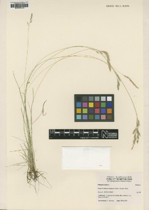 Festuca rubra L. - BM000954755