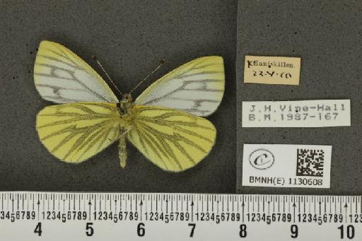 Pieris napi britannica Müller & Kautz, 1939 - BMNHE_1130608_86483