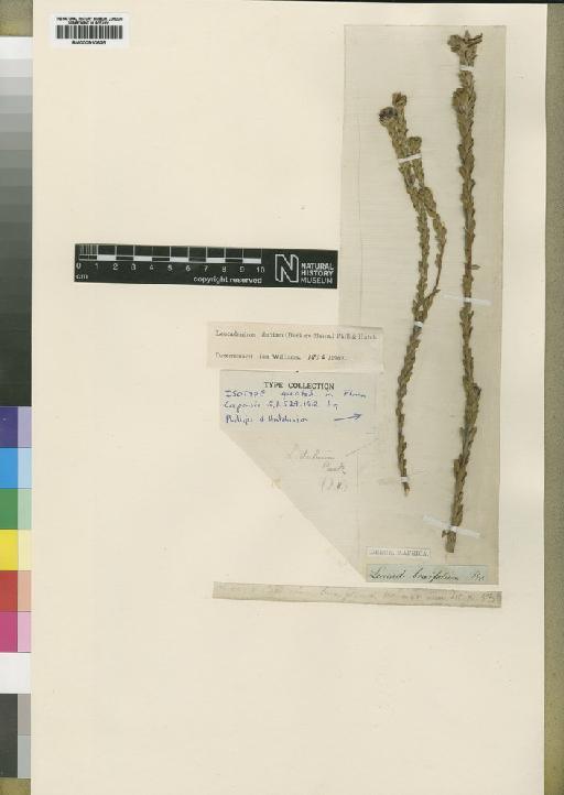 Leucadendron dubium E.Phillips & Hutch. - BM000910625