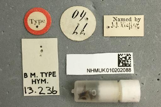 Kathepyris nyassica Kieffer, 1907 - 010202088_Kathepyris_nyassica_labels_2