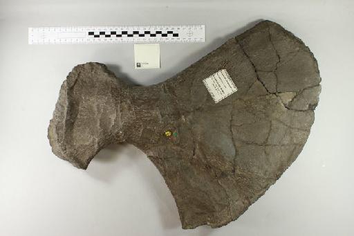 Cimoliasaurus trochanterius (Owen, 1840) - 010028887_L010221771