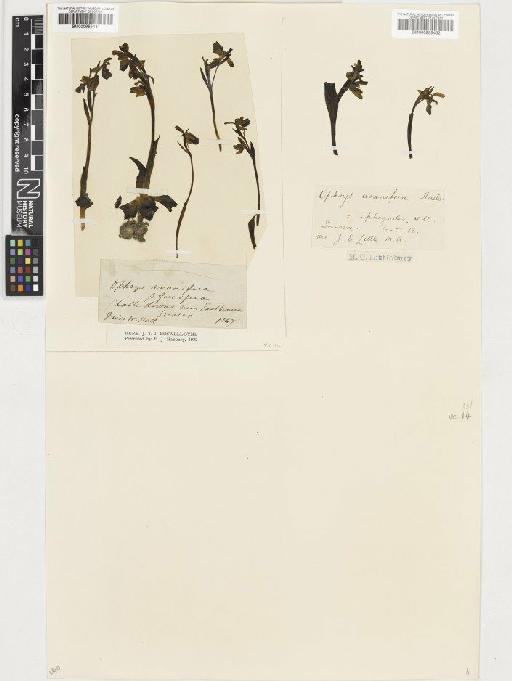 Ophrys sphegodes Mill. - BM000955431