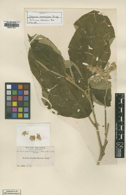 Solanum riparium Pers. - BM000815933