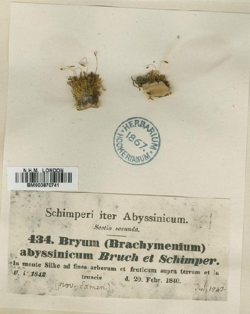 Brachymenium abyssinicum (Müll.Hal.) A.Jaeger - BM000870741