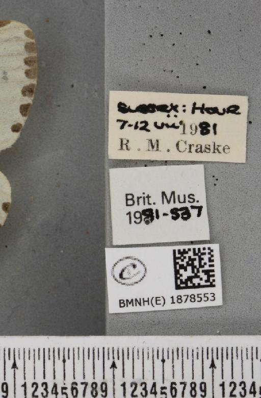 Abraxas grossulariata (Linnaeus, 1758) - BMNHE_1878553_label_437593