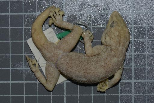 Ptyodactylus hasselquistii - Image of specimen 1986.339