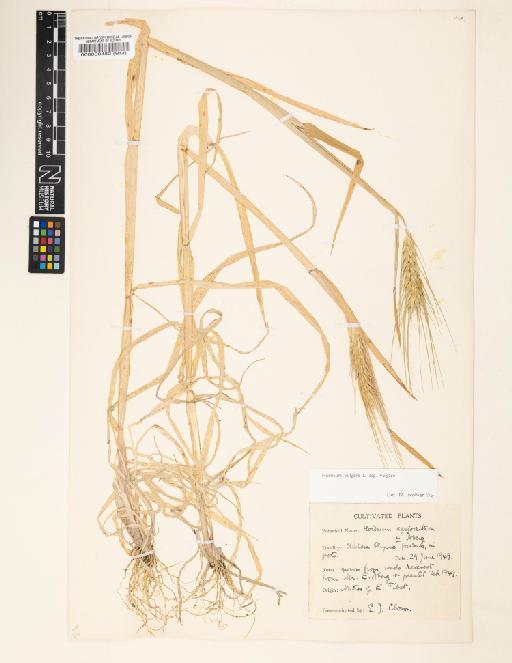 Hordeum vulgare subsp. vulgare L. - 000060482