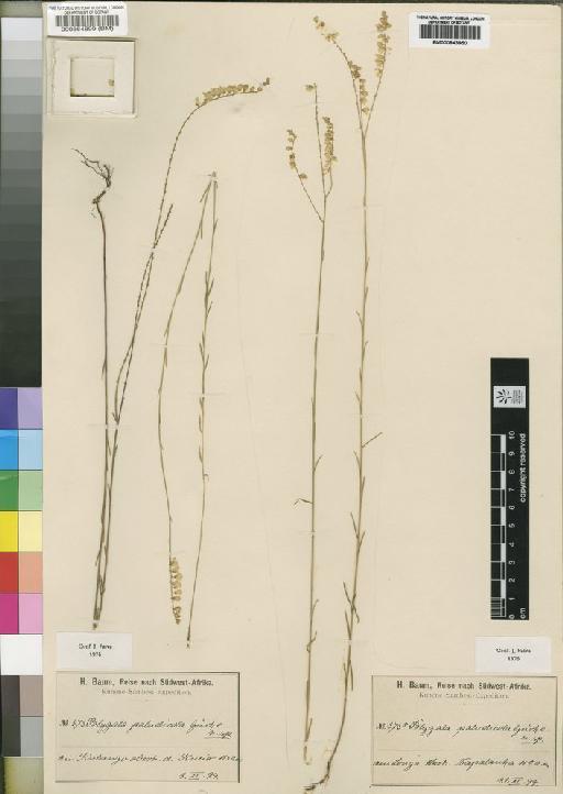 Polygala paludicola Gürke - BM000843950