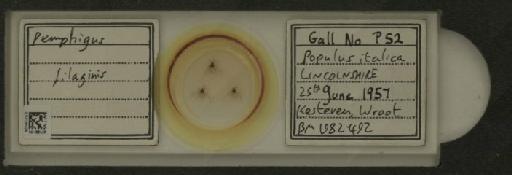 Pemphigus filaginis Fonscolombe, 1841 - 010126025_112912_1095555