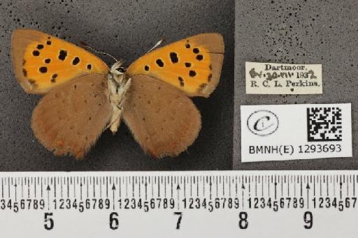 Lycaena phlaeas eleus (Fabricius, 1798) - BMNHE_1293693_130896