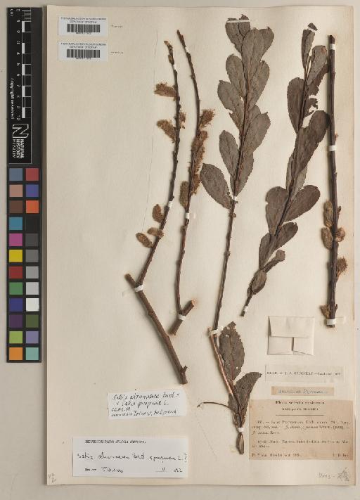 Salix atrocinerea Brot. × S. purpurea L. - BM001217943