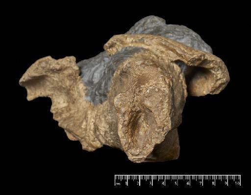 Scelidotherium leptocephalum Owen, 1840 - NHMUK PV M 3584 (6).tif