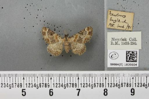 Eupithecia pulchellata Stephens, 1831 - BMNHE_1809804_381828