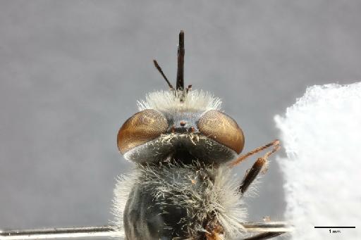 Hyperusia xantholeuca Bowden, 1975 - 013445827_dorsal_head