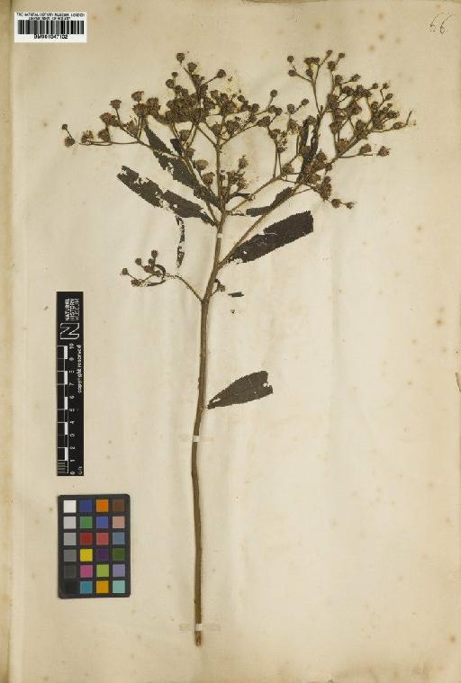 Vernonia gigantea (Walter) Trel. ex Branner & Coville - BM001047102